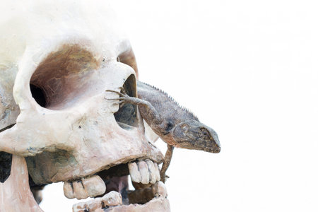 Lizard in the eye of human skullの写真素材