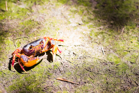 Mealy crab(Thaipotamon chulabhorn)