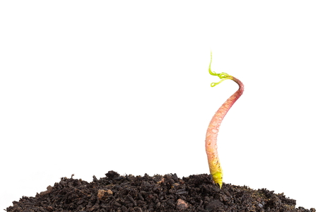 a mango tree growing in a black soil on white backgroundの写真素材