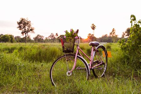 Flower on front of Pink Bicycle at sunset beautiful landscape vintage toneの写真素材