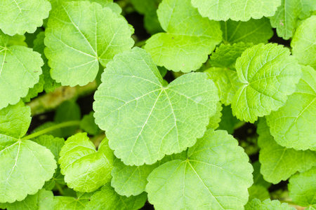 green leaf background
