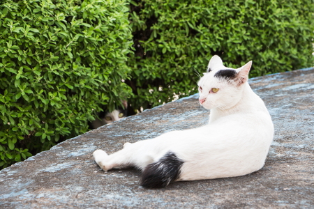 cat lying on cement floorの写真素材