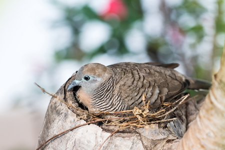 Zebra Dove (Geopelia striata) in Nest on treeの写真素材