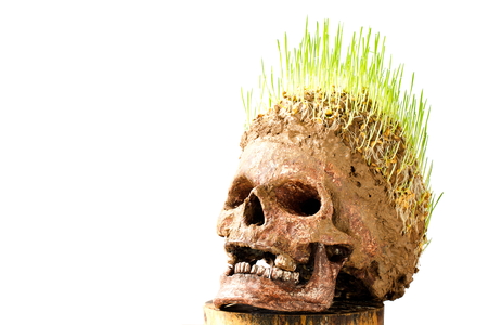 Grow green wheat seedling on head of skullの写真素材