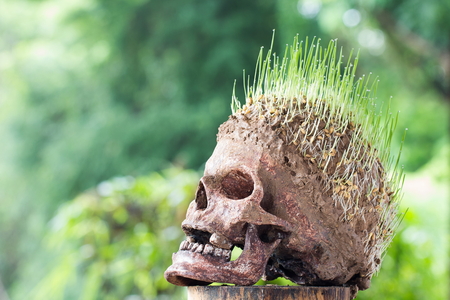 Grow green wheat seedling on head of skullの写真素材