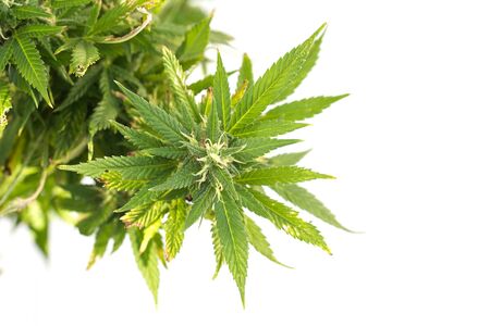 Cannabis (marijuana) - Better Health Channel, Detail of Cannabis resin covering the flowerheadsの写真素材