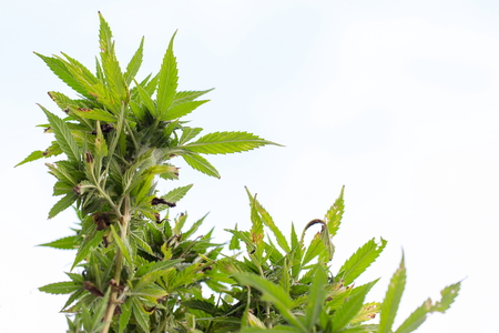 Cannabis (marijuana) - Better Health Channel, Detail of Cannabis resin covering the flowerheadsの写真素材