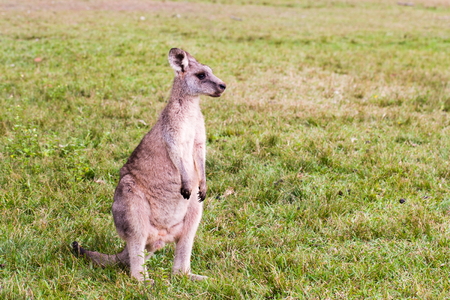 Kangaroo on green fieldの写真素材