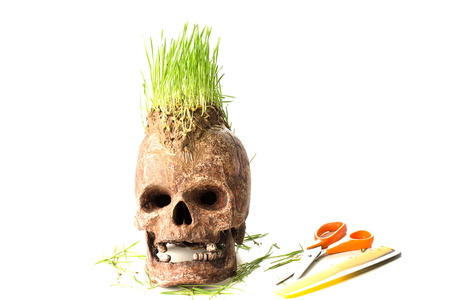 Grow green wheat seedling on head of skull, Skull in Barber shopの写真素材