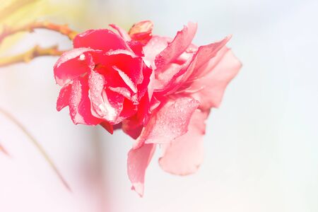 Pink Flower, Bunch Of Flowers in Springの写真素材