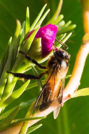 macro of bee on flowerの写真素材