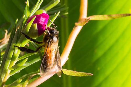macro of bee on flowerの写真素材