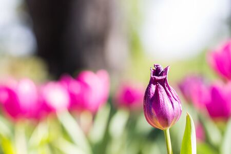 Beautiful Pink tulips in the gardenの写真素材