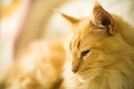 Closeup of Hypnotic Cat Eyesの写真素材