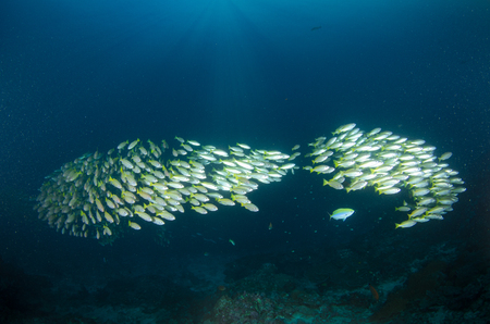 Wonderful and beautiful underwater world with corals and tropical fishの写真素材