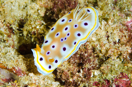 Juvenile Spanish dancer ( Hexabranchus sanguineus ) feeding among hard coral and soft coral on a coral reefの写真素材