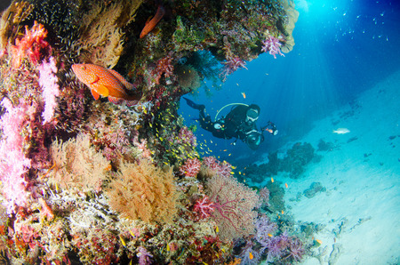 Wonderful and beautiful underwater world with corals, fish, scuba diver and sunlightの写真素材