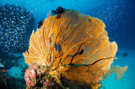 Underwater orange coral reefの写真素材