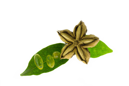sacha inchi seedsの写真素材