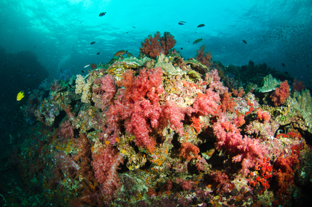 Undersea, Underwater life, fish, shoal, coralの写真素材