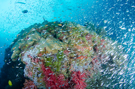 Wonderful and beautiful underwater world with corals, fish and sunlightの写真素材