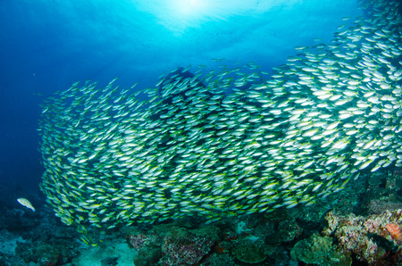Wonderful and beautiful underwater world with corals, fish and sunlightの写真素材