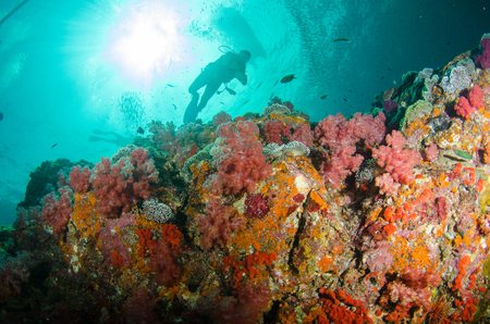 Undersea, Underwater life, fish, shoal, coralの写真素材