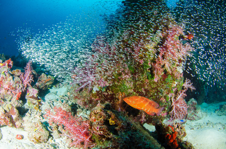 Undersea, Underwater life, fish, shoal, coralの写真素材