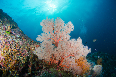 Undersea, Underwater life, fish, shoal, coralの写真素材