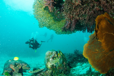 Wonderful and beautiful underwater world with corals, fish and scuba diverの写真素材