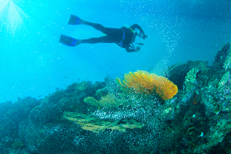 Wonderful and beautiful underwater world with corals, fish, scuba diver and sunlightの写真素材