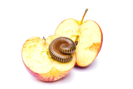 Still life of The millipede on haft appleの写真素材