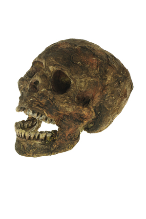 Human skull isolated on white background and clipping pathの写真素材