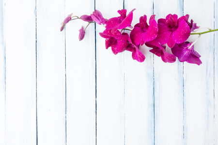 Beautiful purple (Pink) orchid flower on white blue painted wooden background top viewの写真素材