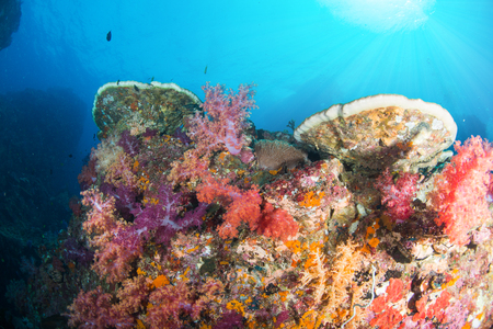 Wonderful and beautiful underwater world with ccoral reef landscape background in the deep blue ocean with colorful fish and marine lifeの写真素材