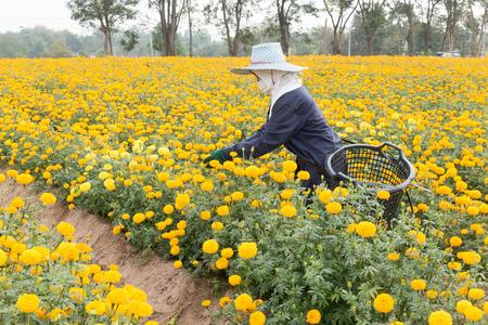 Worker is picking Beautiful Yellow Marigold Flowers in the garden Thailandの写真素材