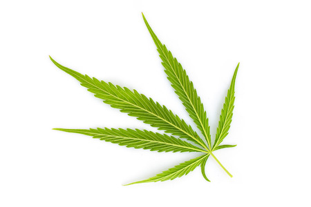 Marijuana leaves, cannabis on white backgroundの写真素材
