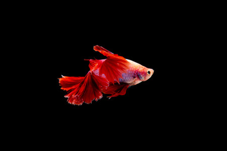 Beautifull freedom Betta fish, Half-moon better fish, betta splendens isolated swim on black backgroundの写真素材
