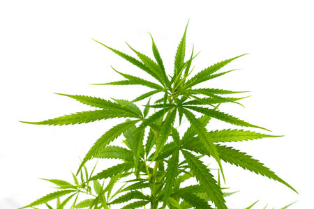 Marijuana leaves, cannabis on white backgroundの写真素材