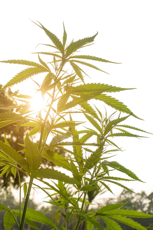 Plantation medical cannabis close-up in the rays of the dawnの写真素材