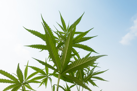Plantation medical cannabisの写真素材