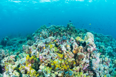 Wonderful and beautiful underwater world with ccoral reef landscape background in the deep blue ocean with colorful fish and marine lifeの写真素材