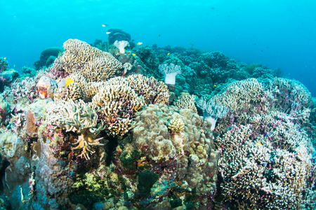 Wonderful and beautiful underwater world with ccoral reef landscape background in the deep blue ocean with colorful fish and marine lifeの写真素材
