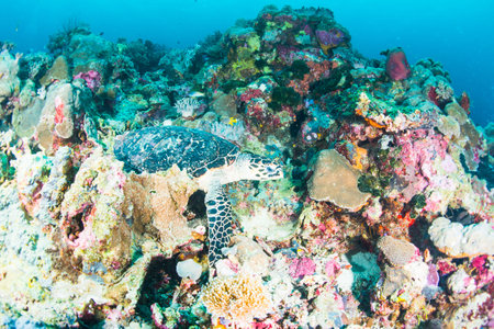 Wonderful and beautiful underwater world with ccoral reef landscape background in the deep blue ocean with colorful fish and marine lifeの写真素材