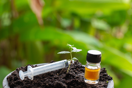marijuana, Cannabis seedling and CBD oil hemp close up on backgroundの写真素材