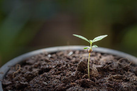 Baby cannabis plant. Vegetative stage of marijuana growing. Garden tools
