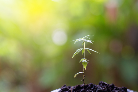 Baby cannabis plant. Vegetative stage of marijuana growing. Morning lightの写真素材