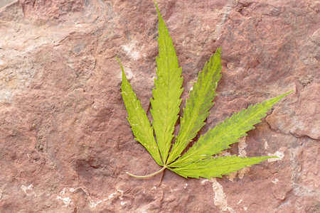 Dry Cannabis, Marijuanna leaf on rockの写真素材