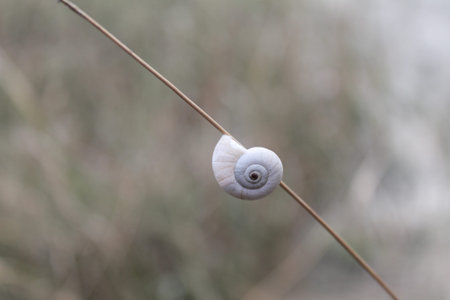 snail crawling up a blade of grass
