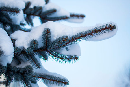 christmas evergreen spruce pine tree in nature  covered with fresh snow, frost and ice